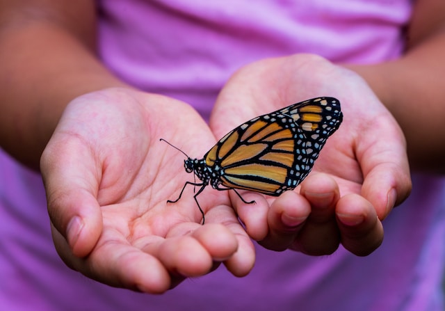 person-holding-yellow-and-black-butterfly