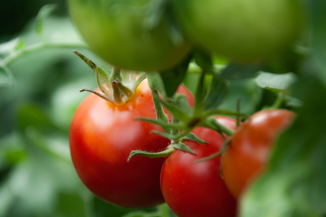 crop rotation after tomatoes
