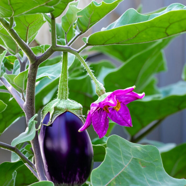 how is eggplant grown