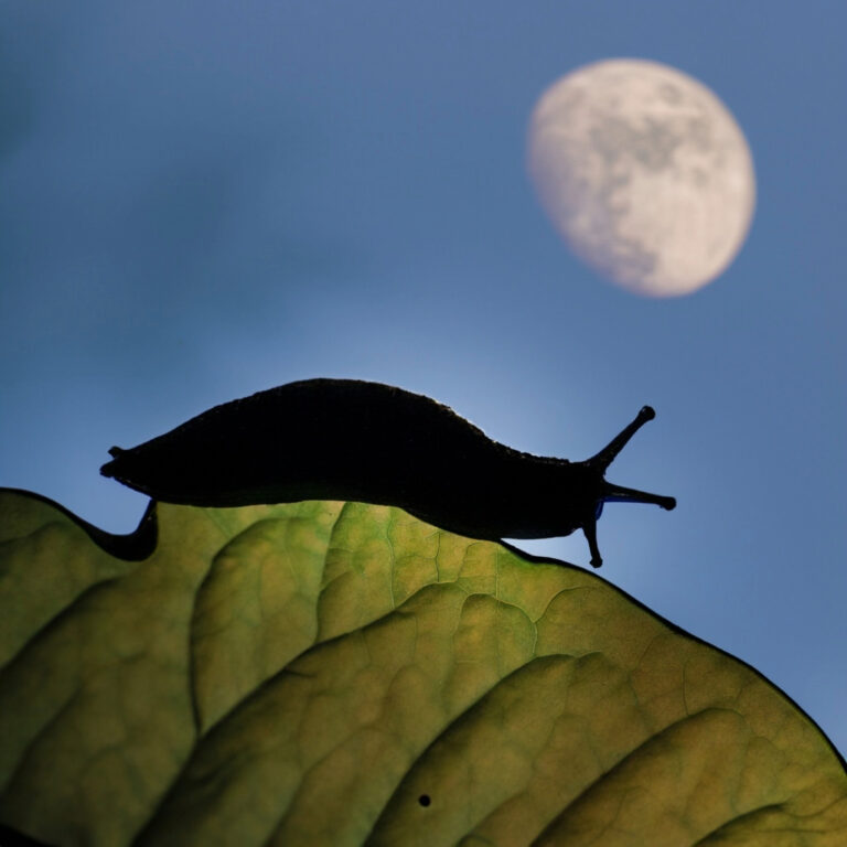 why do slugs come out at night