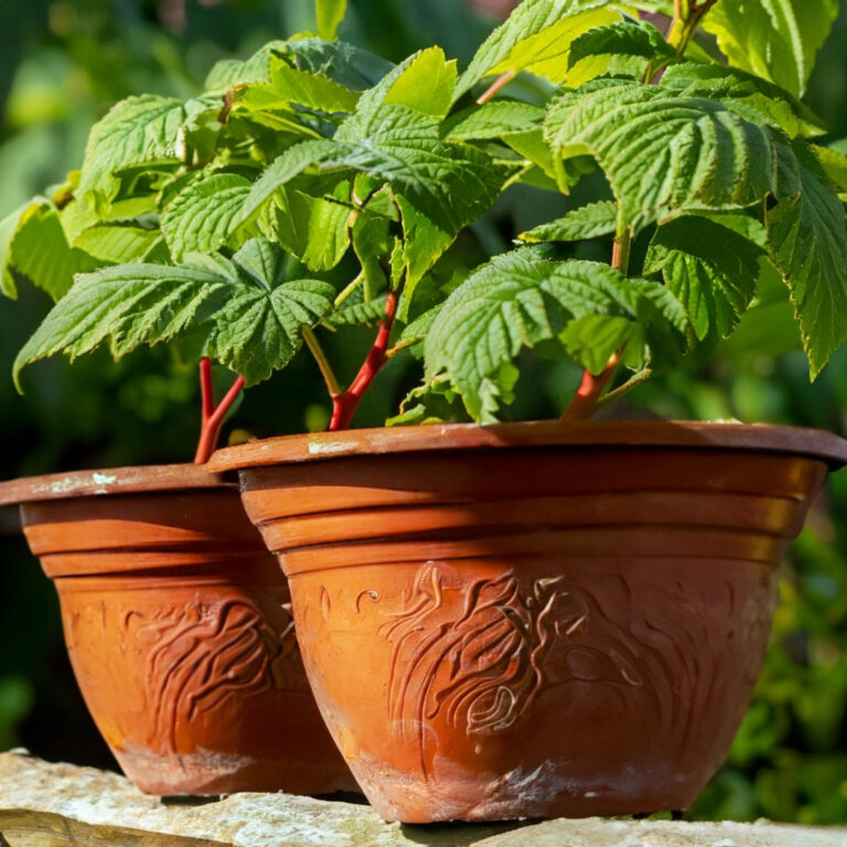 can raspberries grow in pots