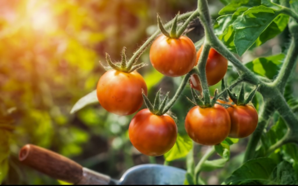 Artistic shot of tomato plant pruning