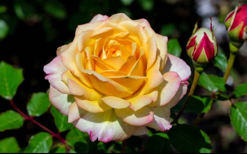 Close-up of blooming roses on a pruned bush