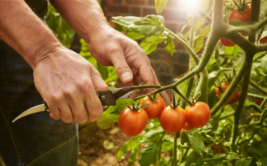 Person pruning tomato plants in a sunny garden