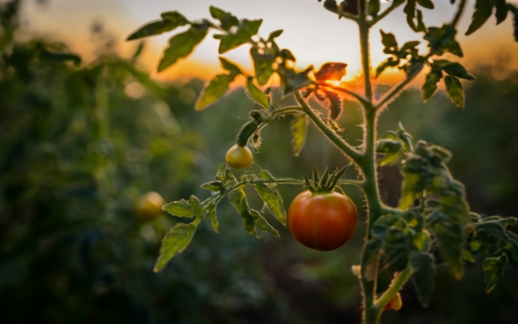 Pruned tomato plant in evening light