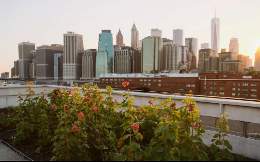Raspberry plants growing in an urban rooftop garden with a city skyline background