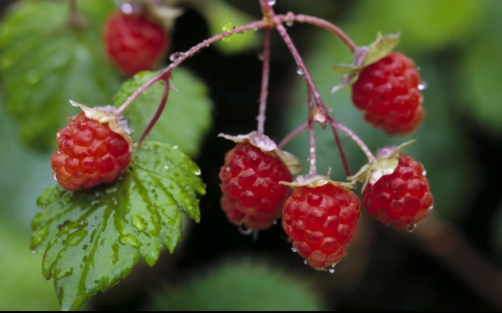 Young raspberry plants growing from bare roots in a lush garden, with morning dew