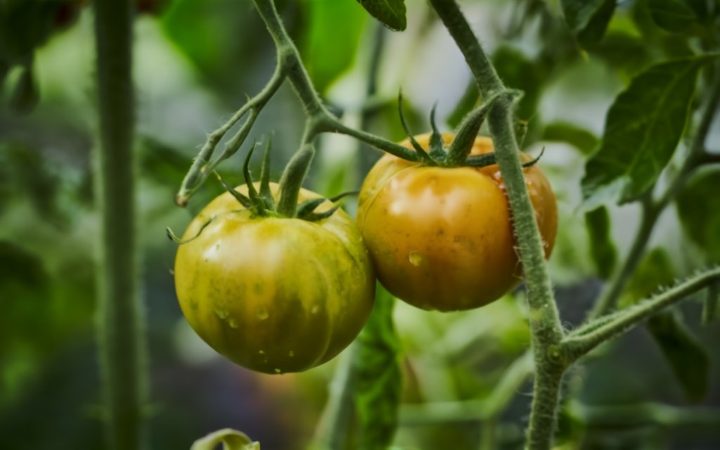vibrant green tomatoes on a plant